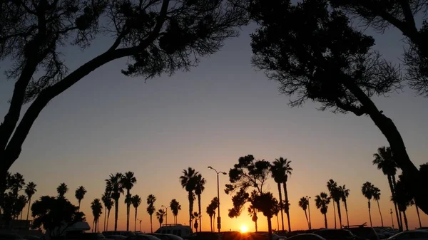 Oranje hemel, silhouetten van palmbomen op strand bij zonsondergang, Californië kust, Verenigde Staten. — Stockfoto