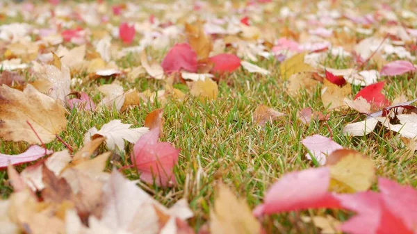 Otoño seco arce amarillo hojas caídas, hoja de otoño naranja en el viento en el suelo. — Foto de Stock