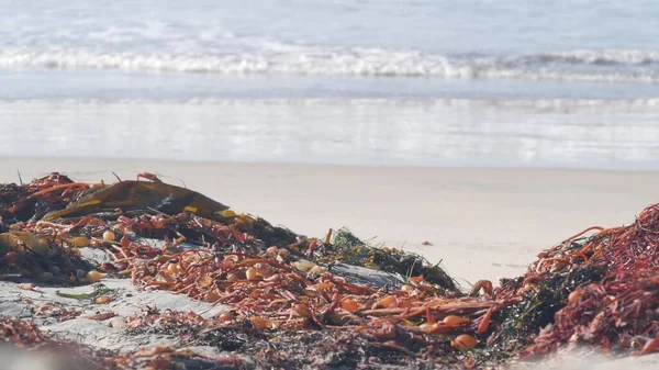 Grandes olas del océano estrellándose, algas marinas kelp en la playa, costa pacífica de California, EE.UU.. — Foto de Stock