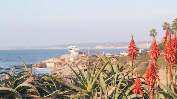 Flor vermelha da flor do aloés, flor suculenta da planta na praia, flora da costa de Califórnia. — Fotografia de Stock