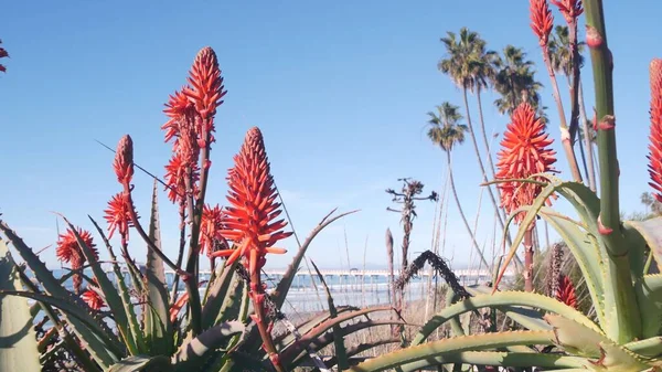 红色芦荟花，多汁的植物在海滩上开花，加利福尼亚海岸植物. — 图库照片