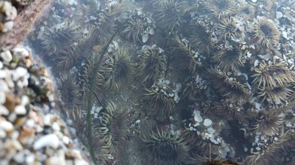 Sea anemone tentacles in tide pool water, anemones in tidepool. Actiniaria polyp — Stock Photo, Image