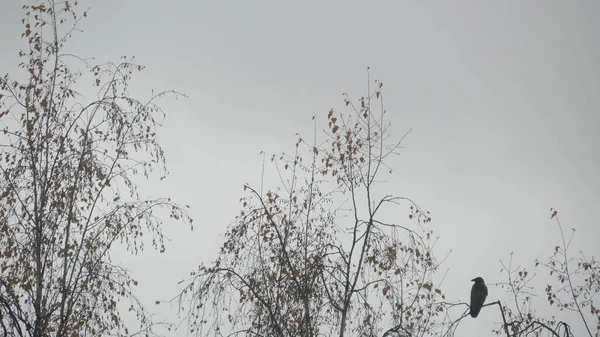 Pájaro cuervo negro gótico en rama desnuda sin hojas, cuervo oscuro dramático en árbol de otoño — Foto de Stock