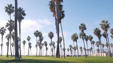 Palmiye ağaçları ve gökyüzü, sahil parkı, Pasifik Okyanusu plajı, California sahili, ABD.