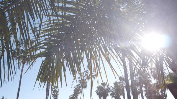 Fila de palmeiras, cidade perto de Los Angeles, costa da Califórnia. Palmeiras por praia. — Fotografia de Stock