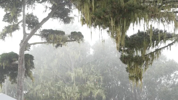 Mousse de lichen de dentelle suspendue, brouillard brumeux arbres forestiers. Fairy mysterious woods, États-Unis. — Photo