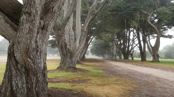 Mglisty, tajemniczy las. Wiersz drzew w mglistej deszczowej Kalifornii, korytarz tunelowy — Zdjęcie stockowe