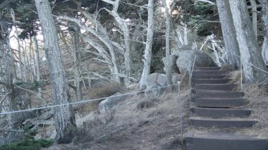 Ormanda ya da ormanda yol, korulukta yol. Kozalaklı çam ağacı. Kaliforniya