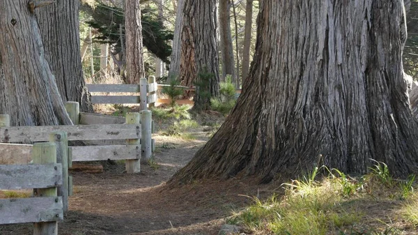 Cypressträ, barrskog, skogsdunge eller lövskog, djupa vilda snår — Stockfoto