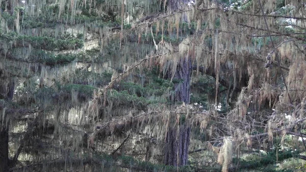 Lace Flechten Moos hängen, Baum im tiefen Wald. Holz, Hain oder Wald. Parasit — Stockfoto