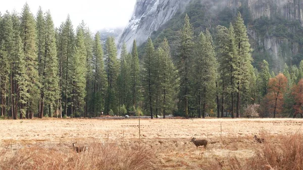 Wild deer family grazing, meadow in Yosemite valley, California wildlife fauna. — Stock Photo, Image