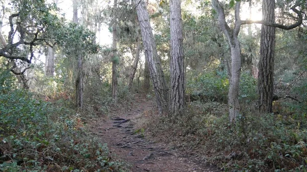 Chemin en forêt ou en bois, sentier en bosquet. Cyprès de pin résineux. Californie — Photo