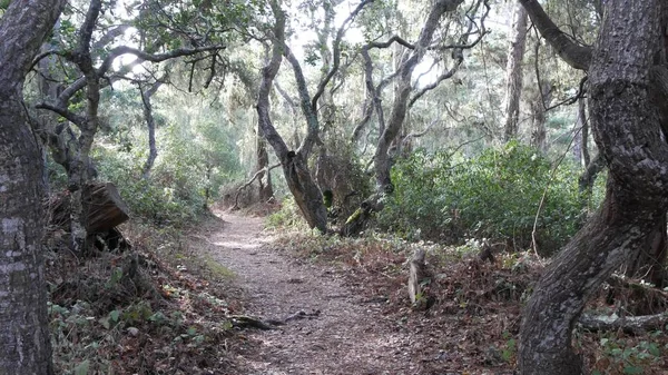 生活在橡木林中的小路。枯干的锯齿状树枝树干.荔枝苔藓 — 图库照片