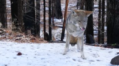 Vahşi kurt, çakal ya da çakal, karlı kışın önü, Kaliforniya vahşi yaşam faunası, ABD