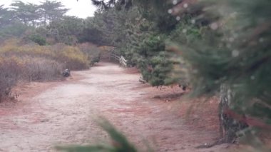 Yaya yolu, yürüyüş yolu, ormanda yürüyüş, patika ya da patika, Kaliforniya.