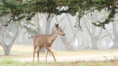 Vahşi genç geyik otluyor, yeşil çimlerde hayvan otluyor. Fawn veya calf, sisli orman.