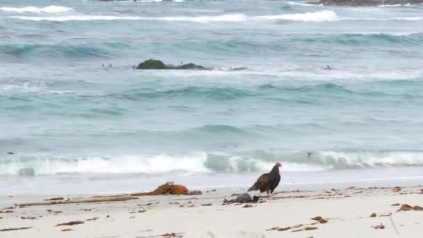 Turkey vulture eating dead animal corpse, California wildlife. Scavenger buzzard — Stock Video