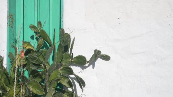 Pianta succulenta, cactus da parete bianca con finestra di legno verde, giardino messicano. — Video Stock