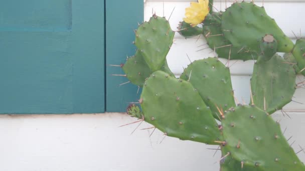 Flor de cactus del desierto, pared blanca, casa de madera. Jardín mexicano, flora de California — Vídeos de Stock