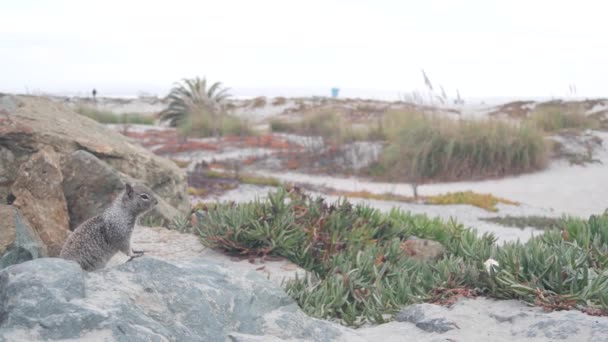 Ardilla de tierra de California, animal roedor en arena de playa, plantas de hielo suculentas. — Vídeos de Stock