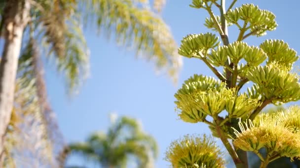 Agave flower, century or sentry plant bloom blossom or inflorescence. California — Stock Video