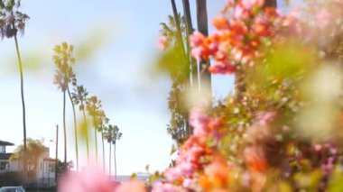 Palmiye ağaçları, Los Angeles, Kaliforniya kıyısına yakın bir şehir. Sahildeki palmiyeler.
