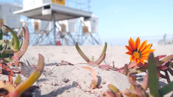 Спасательный стенд и цветок, спасательная вышка для серфинга на калифорнийском пляже. — стоковое видео