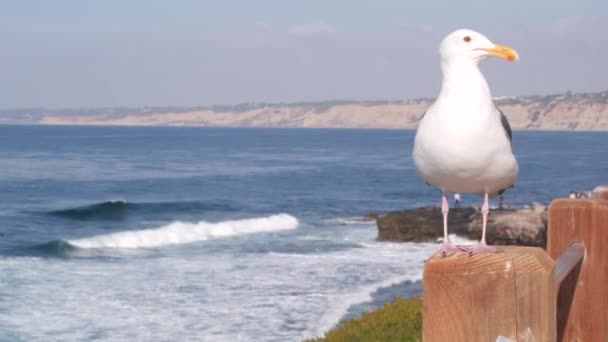 Ocean waves on beach, sea water surface, California USA. Seagull bird on railing — Stock Video
