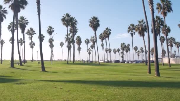 Palmiye ağaçları ve gökyüzü, sahil parkı, Pasifik Okyanusu plajı, California sahili, ABD. — Stok video