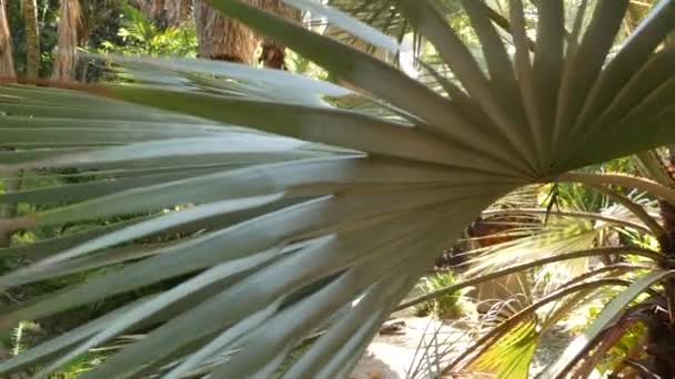 Árboles tropicales en selva soleada, selva tropical amazónica exótica o cañón de palmeras. — Vídeos de Stock