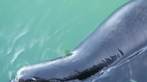 Foca salvaje o león marino nadando, agua del océano, macho alfa grande. Vida silvestre de California — Vídeo de stock