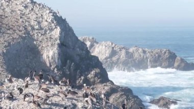 Pelikanlar sürüsü, kayalık uçurum adası, okyanus, Point Lobos, California. Kuşlar uçuyor