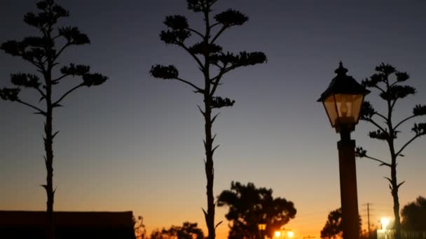 Agave kaktusový květ, lucerna divokého západu za soumraku, západní Kalifornie, USA. — Stock video
