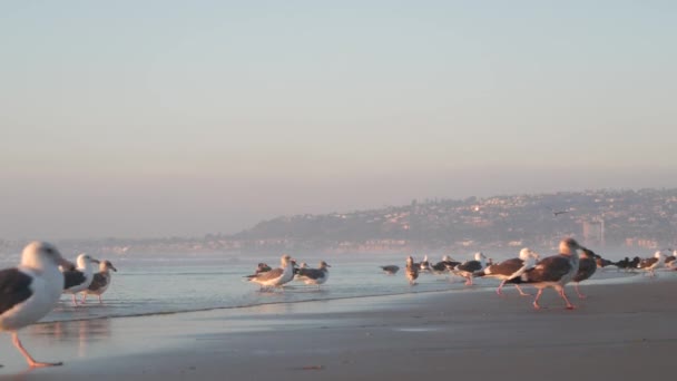 Aves de gaviota por el agua del océano en la playa, olas marinas al atardecer en California, EE.UU.. — Vídeos de Stock