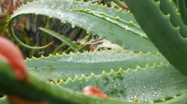 Aloe vera, çiy ya da yağmur suyu damlaları, taze sulu nemli bitki yaprakları