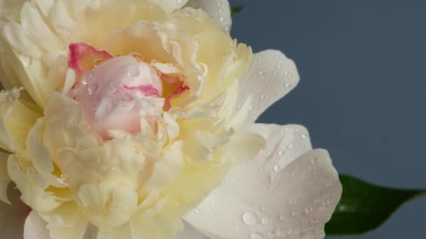 Peony flowers spring bloom, floral blossom. Spring botanical flora inflorescence — Stock Video