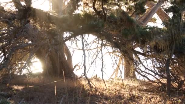 Laccio muschio di lichene appeso, albero nella foresta profonda. Legno, boschetto o bosco. Luce del sole — Video Stock
