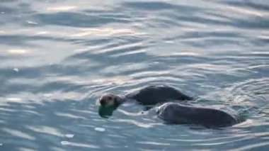 Vahşi su samuru. Okyanus suyunda yüzen su samuru. Kaliforniya kıyısı vahşi yaşamı..