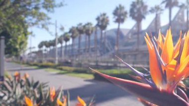 Palmiye ağaçları ve strelitzia turna çiçeği, Kaliforniya. Palmiye ağaçları, cennet kuşu.