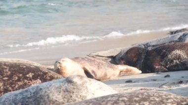 Vahşi benekli fok sürüsü, Pasifik limanı deniz aslanı dinleniyor, California plajı.
