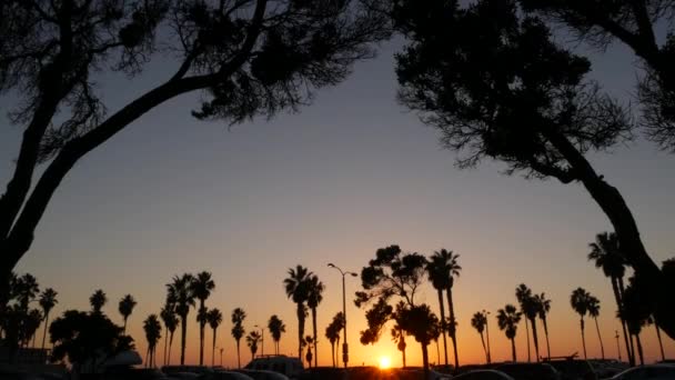 Оранжевое небо, силуэты пальм на пляже на закате, побережье Калифорнии, США. — стоковое видео