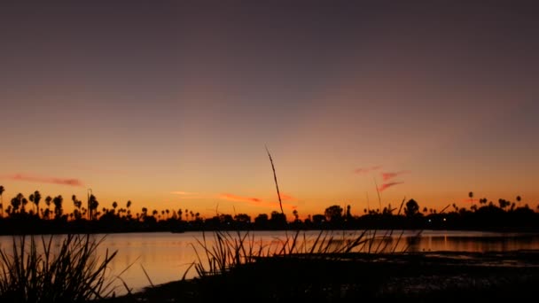 Muitas palmeiras silhuetas reflexão, pôr do sol oceano praia, costa da Califórnia EUA — Vídeo de Stock