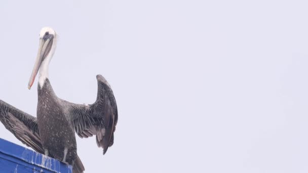 Дикая пеликана на пирсе Оушен Бич, туманная погода на побережье Калифорнии, США. — стоковое видео