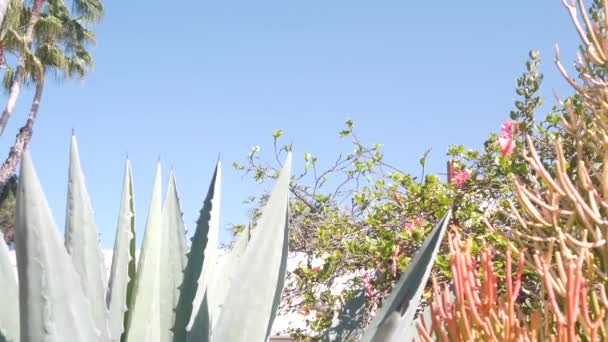 Meksika bahçesindeki Agave ya da Magguey bitkisi, Kaliforniya 'daki sulu bitkiler ve büyük aloe. — Stok video