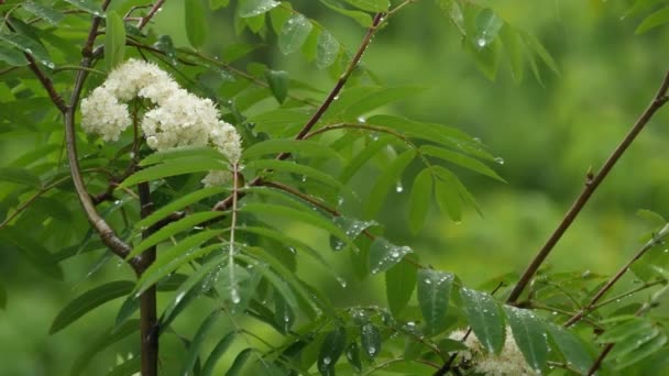 Дощ падає на вологе листя у весняному лісі. Краплі на листі мокрих зелених дерев — стокове відео