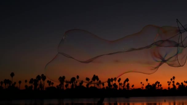 Palmiye ağaçları siluetleri, günbatımı okyanus plajı, sabun köpükleri, California sahili, ABD. — Stok video