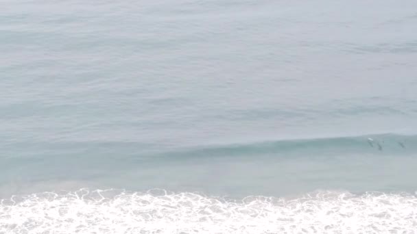 ペリカンの鳥が空を飛んで群れ、海の波。ペリカヌス飛行水面. — ストック動画