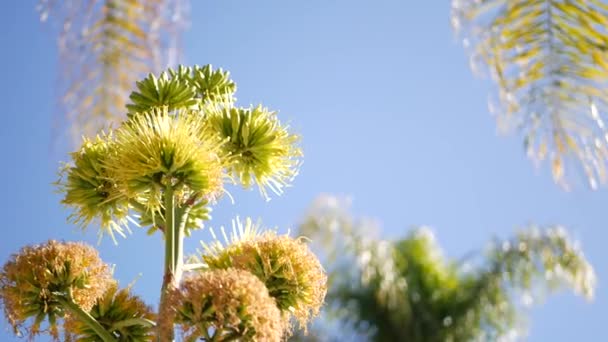 Agave flower, century or sentry plant bloom blossom or inflorescence. California — Stock Video
