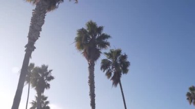 Gökyüzünde uçan uçak, Los Angeles, Kaliforniya 'da tropikal palmiye ağaçları. ABD 'ye Seyahat.