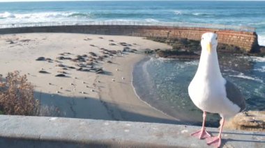 Vahşi benekli fok sürüsü, Pasifik limanı deniz aslanı dinleniyor, California plajı.